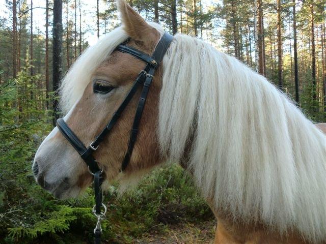 Haflinger Stokkemarkes Asti <3SOLGT - så har jeg lært at få hovedtøj på  billede 14