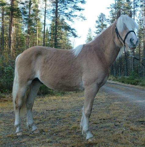 Haflinger Stokkemarkes Asti <3SOLGT - se hvor fint jeg kan stå :) billede 15