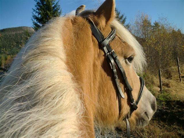 Haflinger Stokkemarkes Asti <3SOLGT - mig!! :D billede 16
