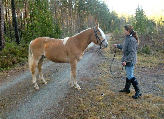 Haflinger Stokkemarkes Asti <3SOLGT - det er min ny pleje mor i norge billede 17