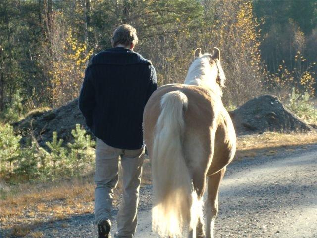Haflinger Stokkemarkes Asti <3SOLGT - farvel nu gå jeg hjem <3  billede 18