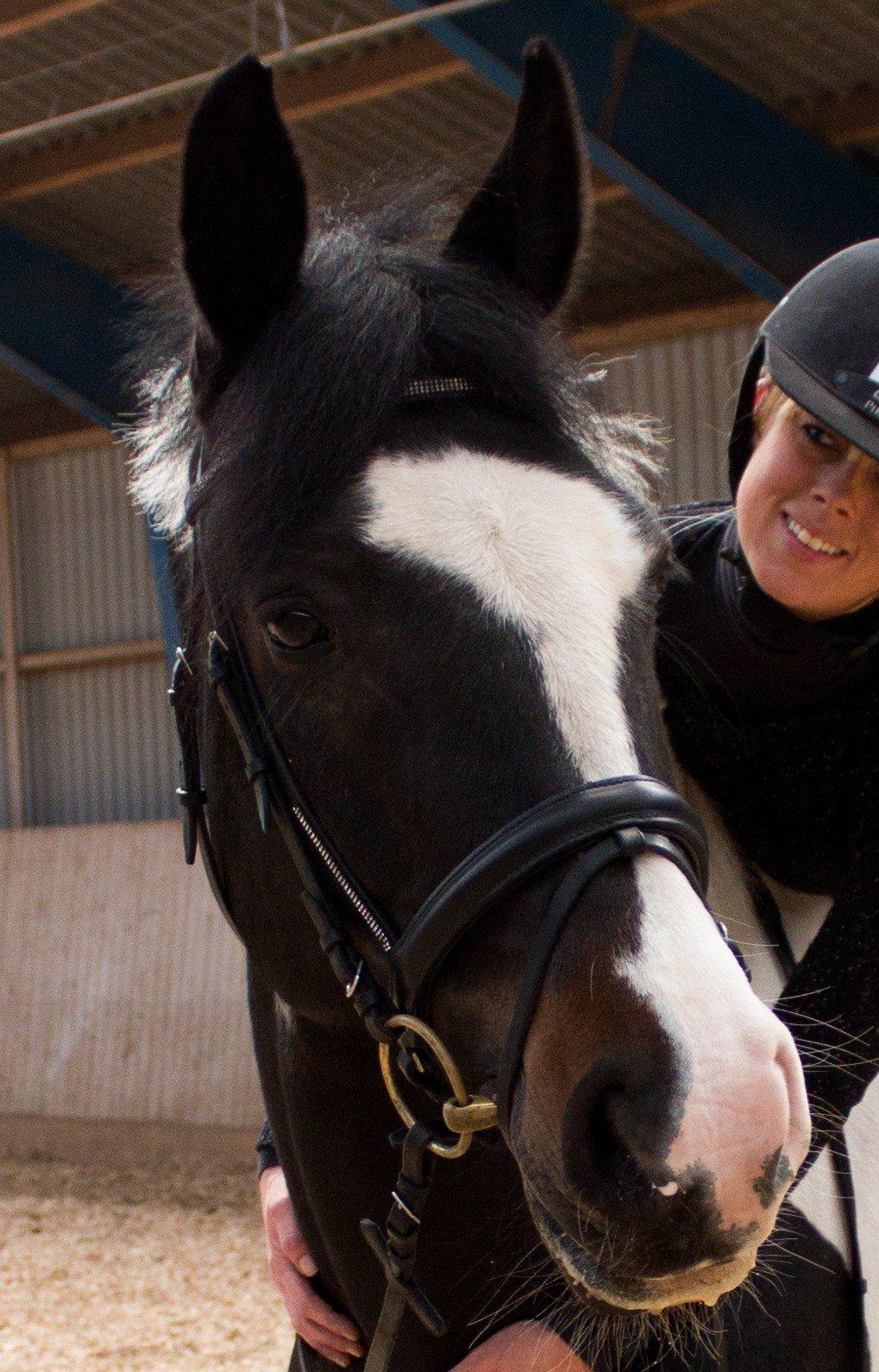 Anden særlig race Scarlet billede 9