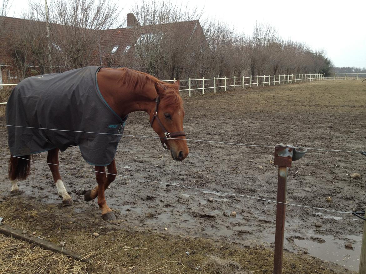 Dansk Varmblod Golden Three billede 12