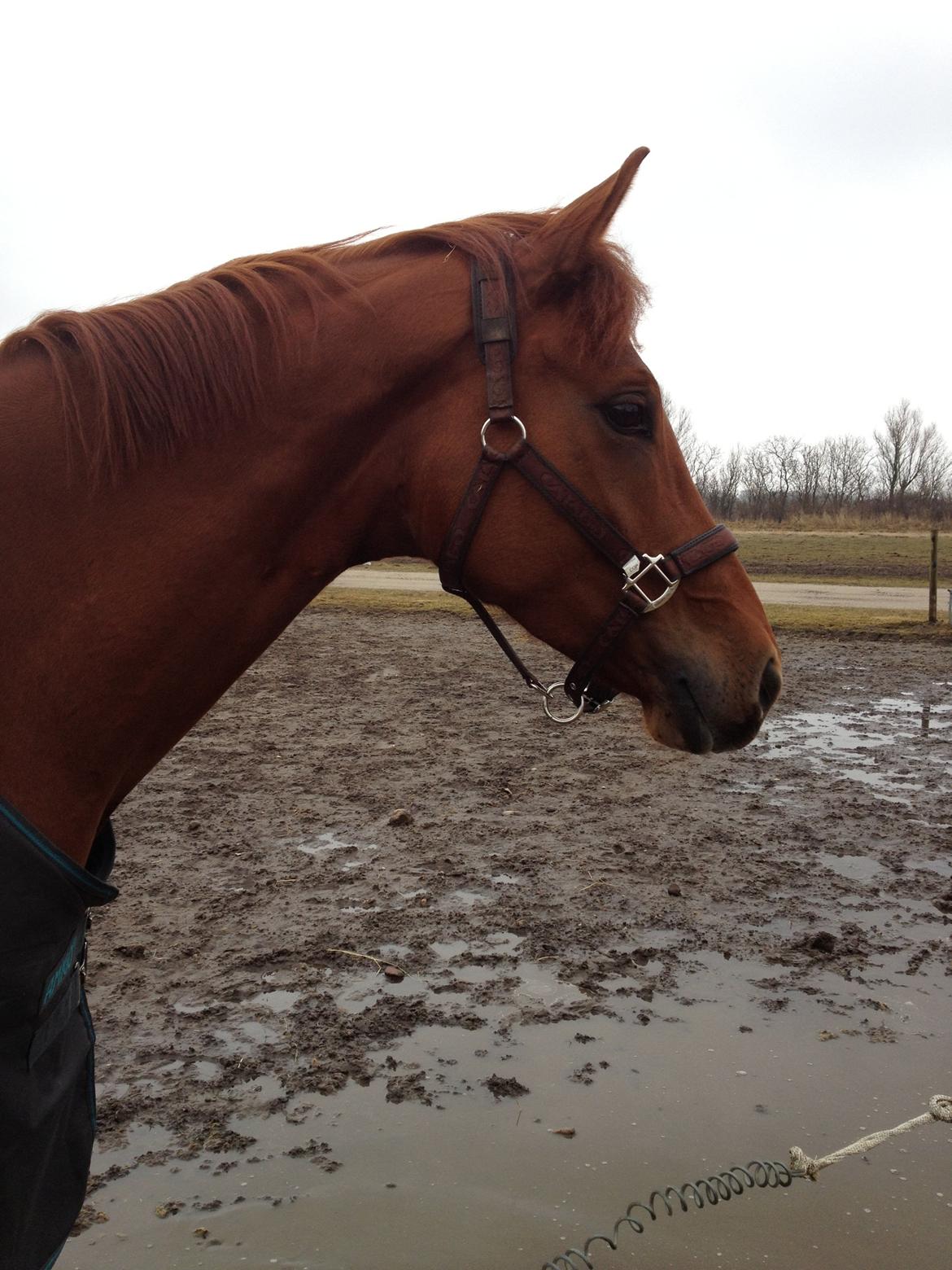 Dansk Varmblod Golden Three billede 13