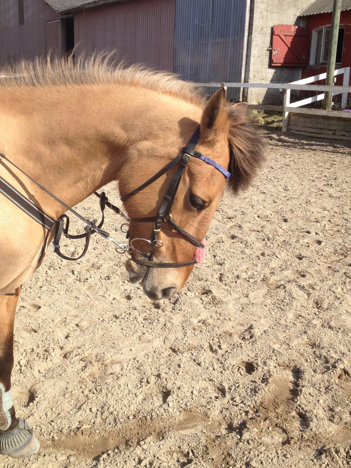 Anden særlig race kandis billede 11