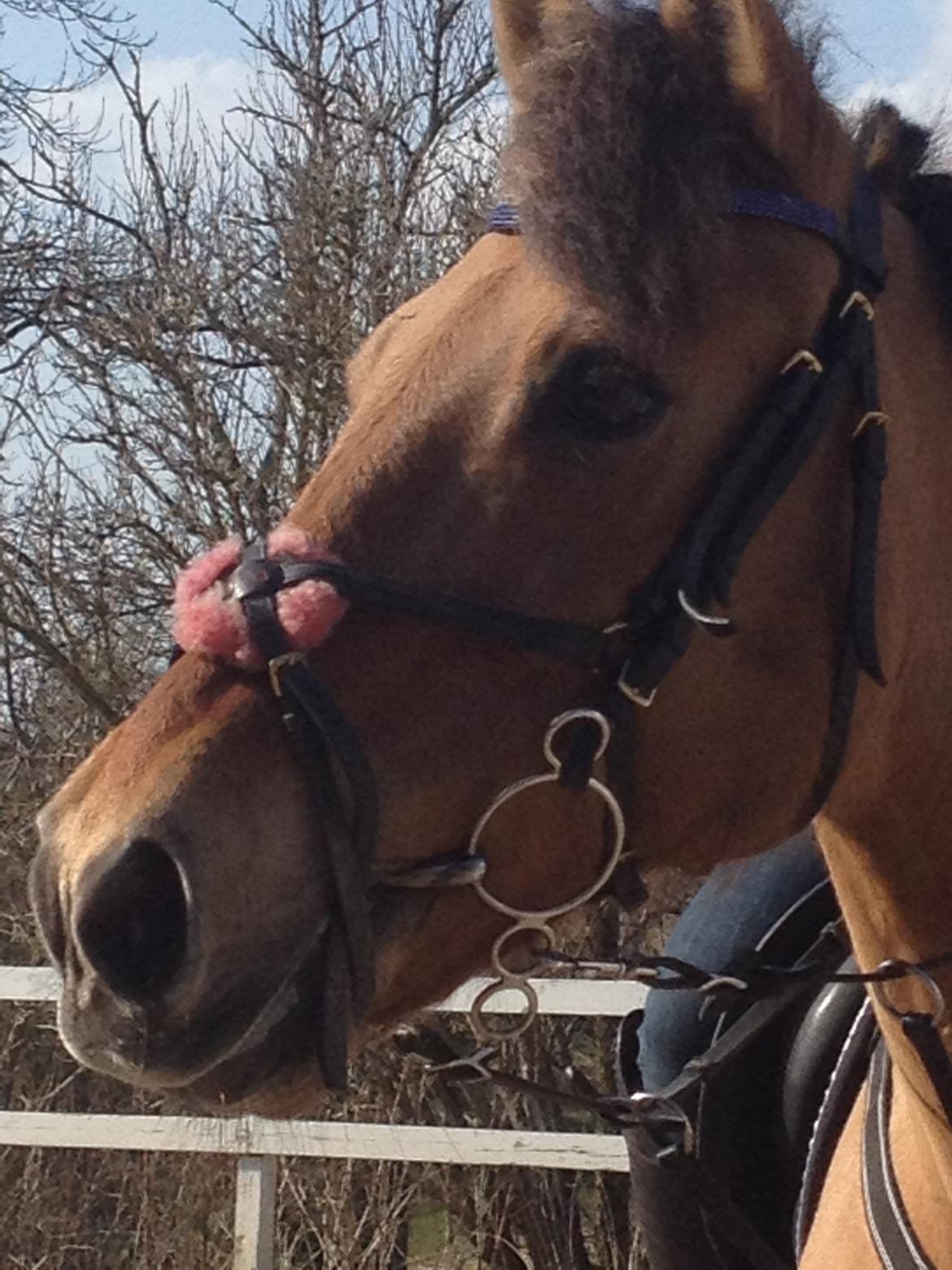 Anden særlig race kandis billede 2