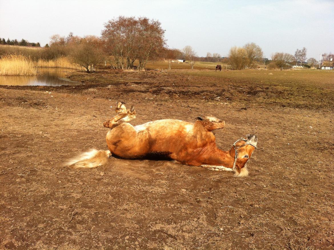 Tyroler Haflinger stuwart billede 24