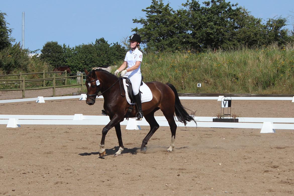 Holstener Fany Porsbøl - Velkommen til Fany Porsbøls profil :-)
 billede 1