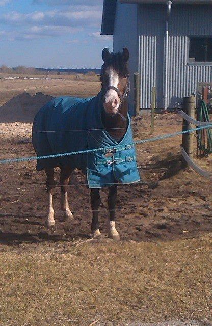 Welsh Pony (sec B) Korreborgs Mateus billede 15