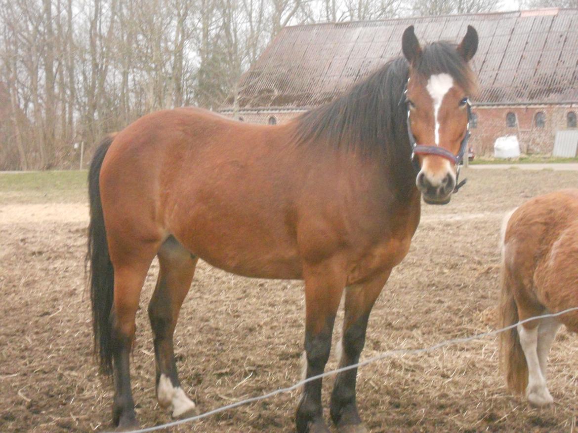 Anden særlig race Tarzan - Min Smukke hest står Model billede 5