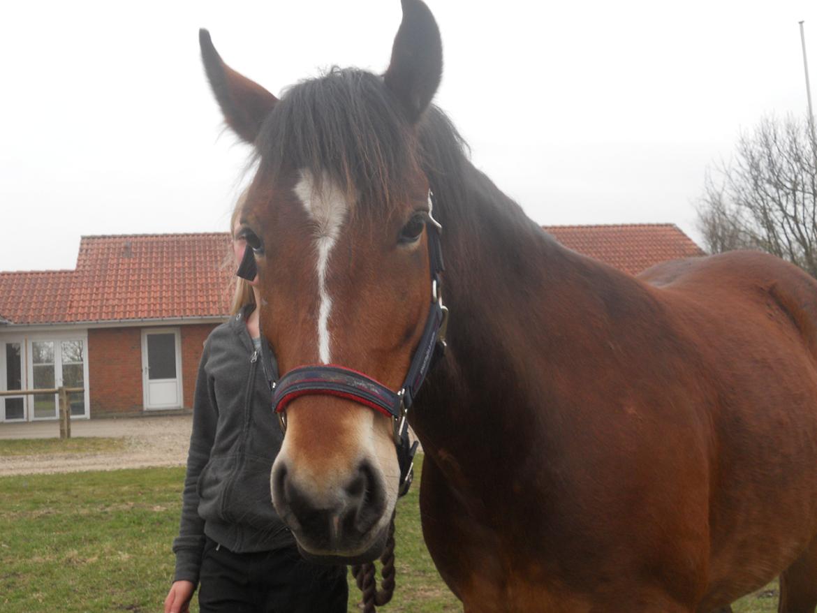 Anden særlig race Tarzan - Min smukke Skat billede 10