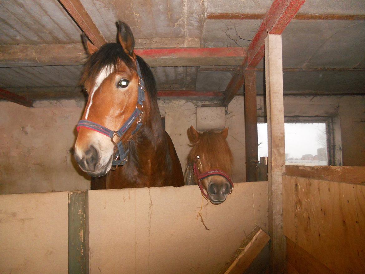 Anden særlig race Tarzan - Tarzan og Cille i Boksen  billede 2