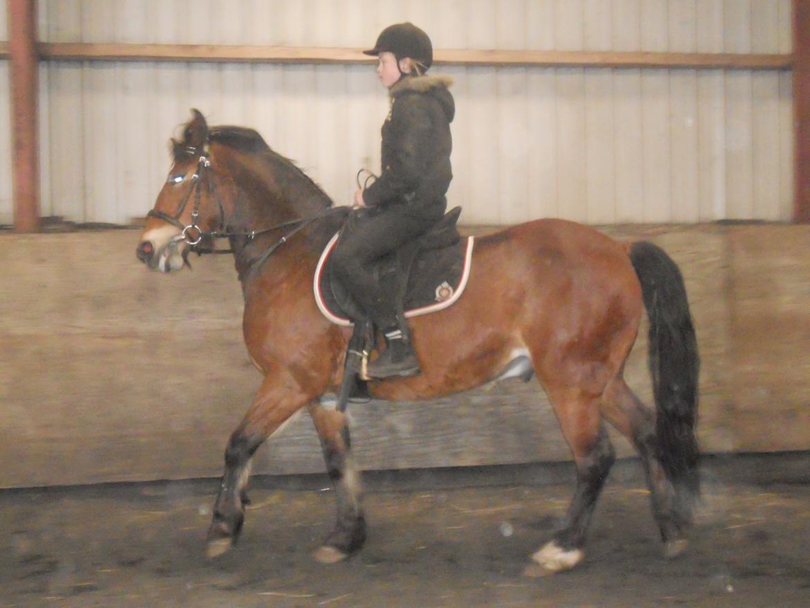 Anden særlig race Tarzan - Mig & Tarzan Rider Dressur billede 15