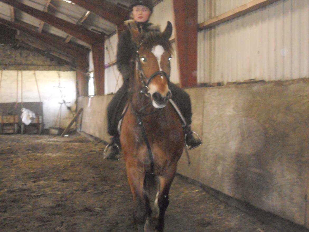 Anden særlig race Tarzan - Mig & Tarzan Rider Dressur billede 17