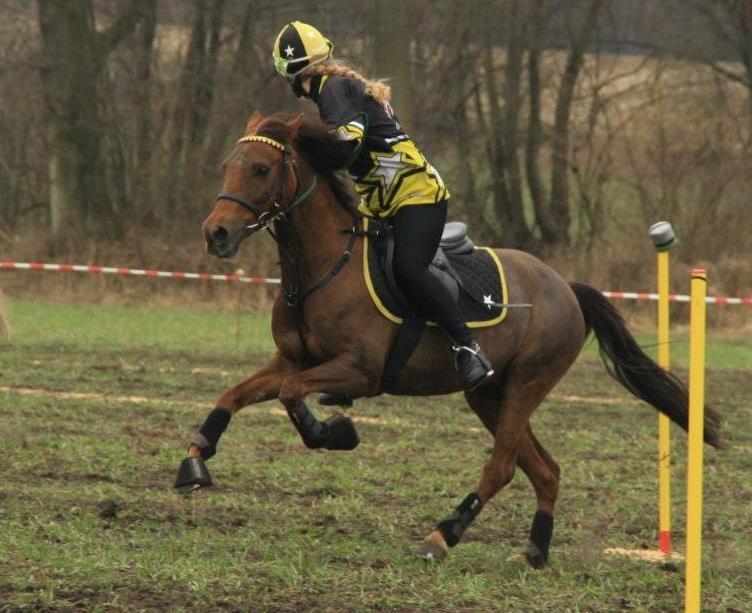 New Forest Jordy billede 11