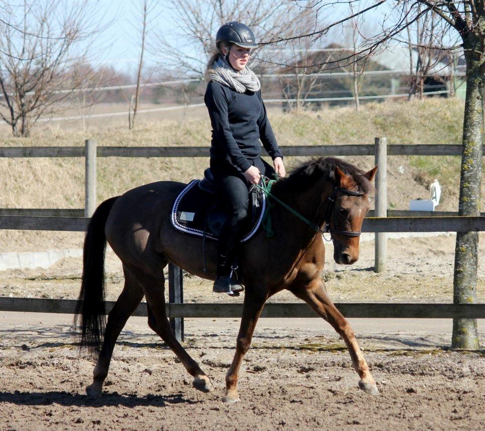 New Forest Jordy billede 9