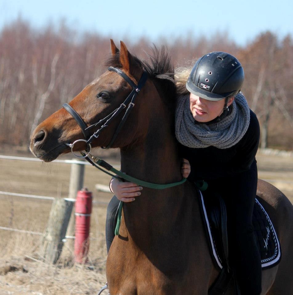 New Forest Jordy billede 12