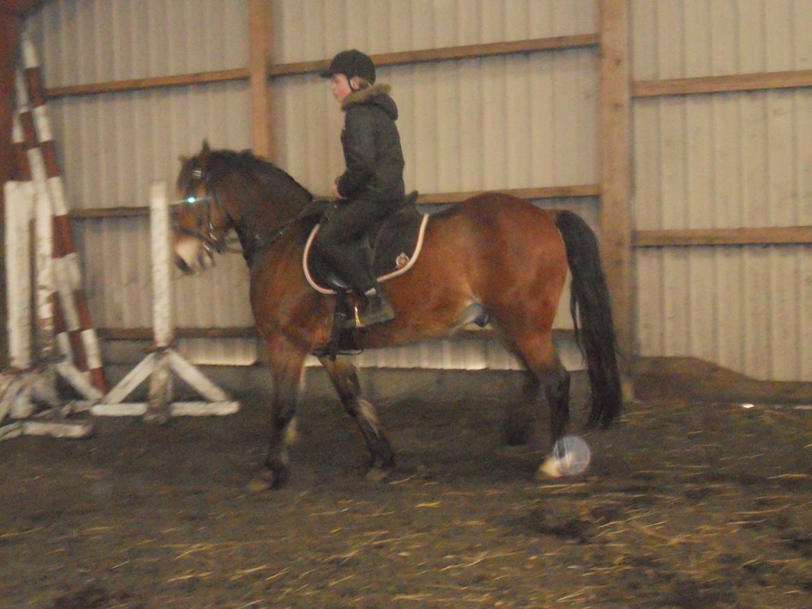 Anden særlig race Tarzan - Mig & Tarzan Rider Dressur billede 18