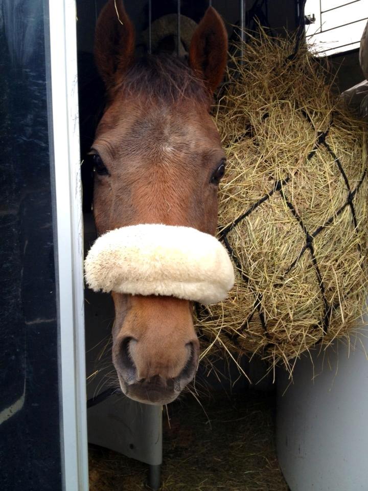 New Forest Jordy billede 10