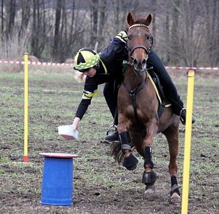 New Forest Jordy billede 5