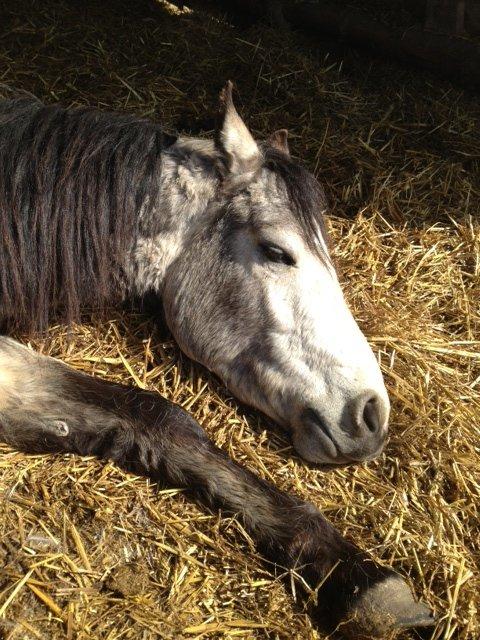 Connemara Følfods Ziggy Stardust - Tidl. hest - Så er det endelig blevet forår :-). Det skal da fejres med en lille morfar i solen...
April 2013. billede 10