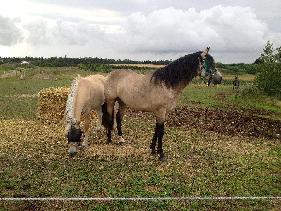 Connemara Følfods Ziggy Stardust - Tidl. hest billede 4