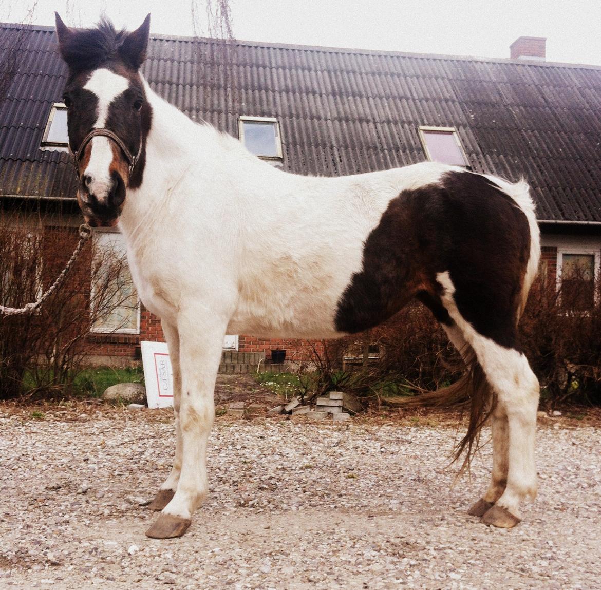 Pinto Kezia - 18-04-2013 billede 10