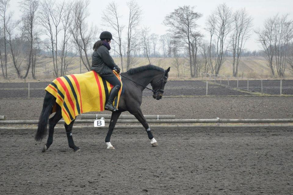 Dansk Varmblod Batic billede 8