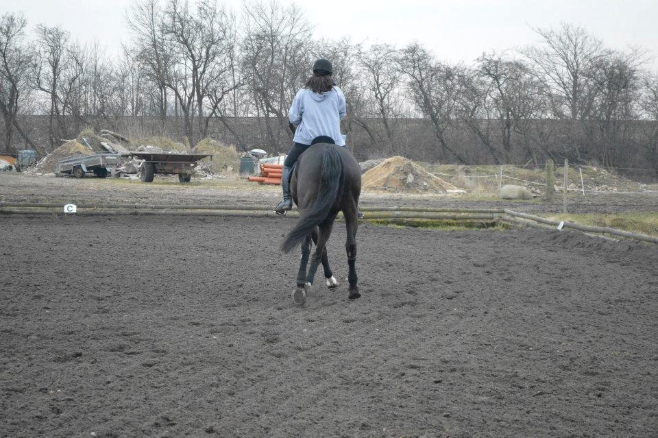 Dansk Varmblod Batic billede 9