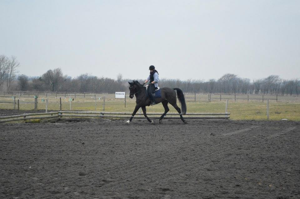 Dansk Varmblod Batic billede 10