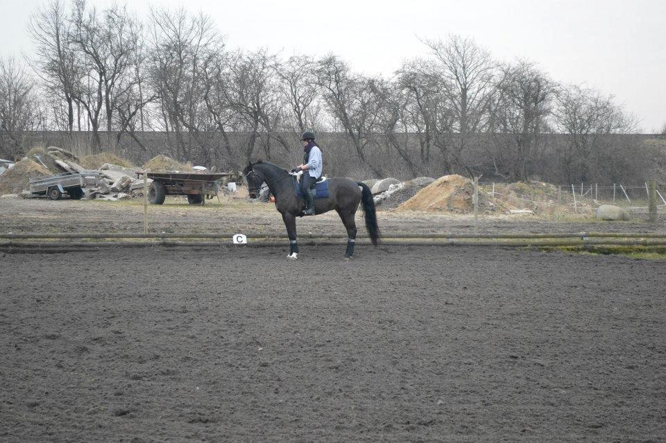 Dansk Varmblod Batic billede 11