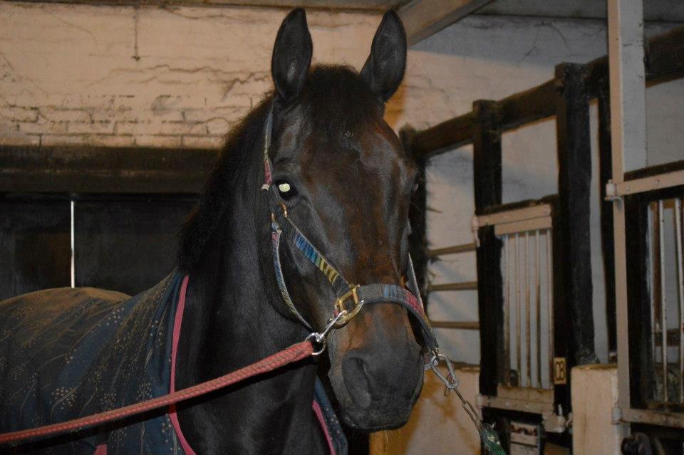 Dansk Varmblod Batic billede 12