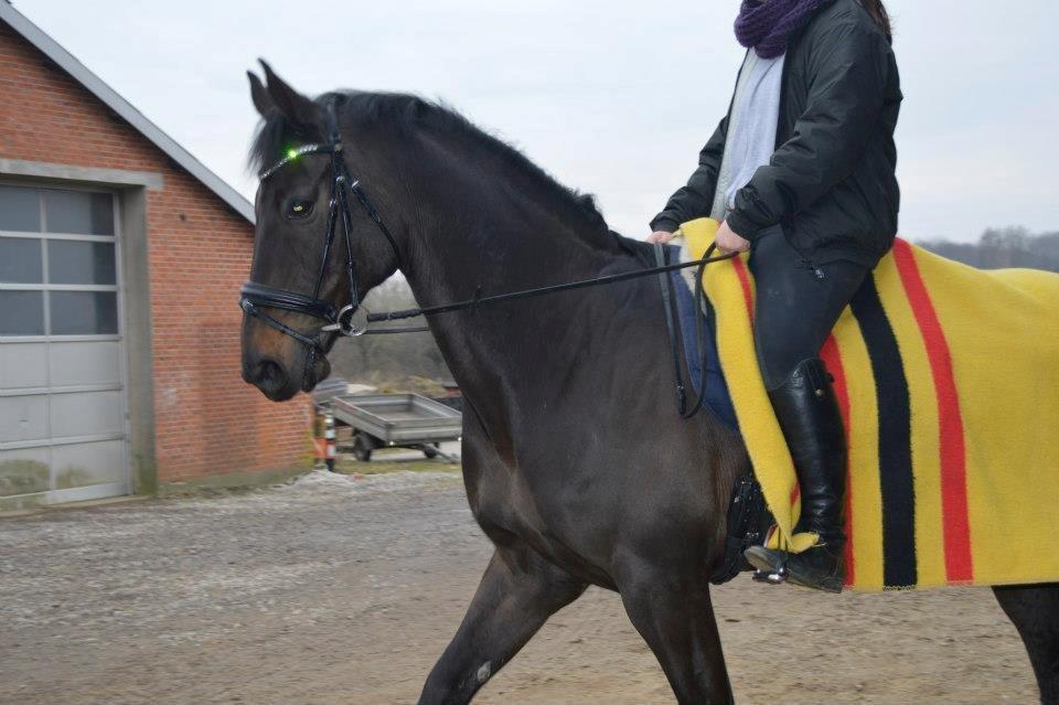 Dansk Varmblod Batic billede 13