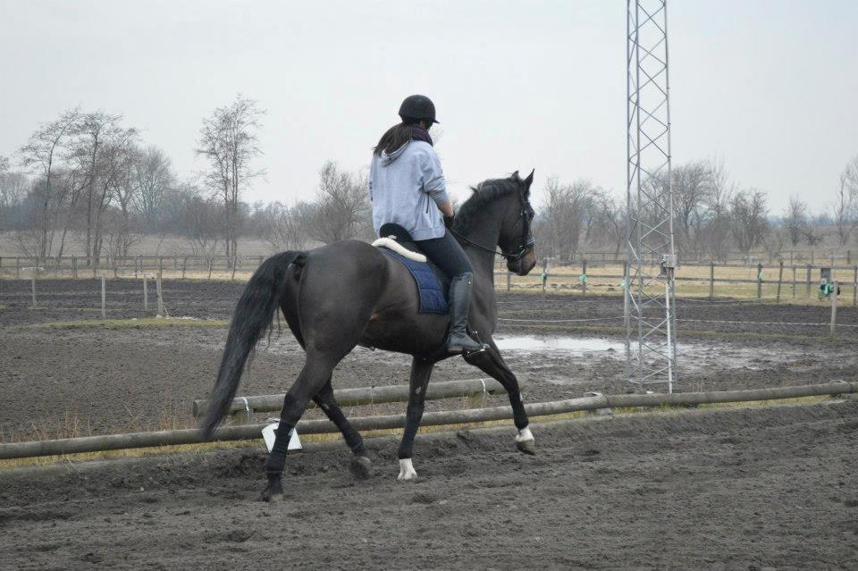 Dansk Varmblod Batic billede 14