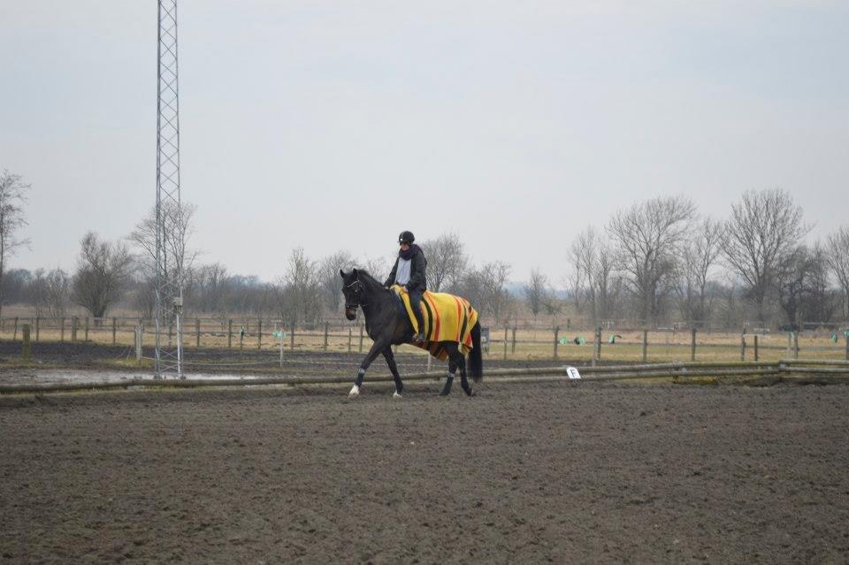 Dansk Varmblod Batic billede 15