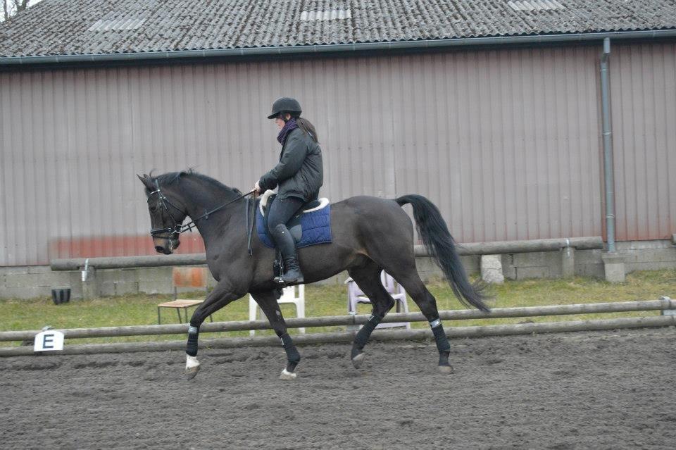 Dansk Varmblod Batic billede 16