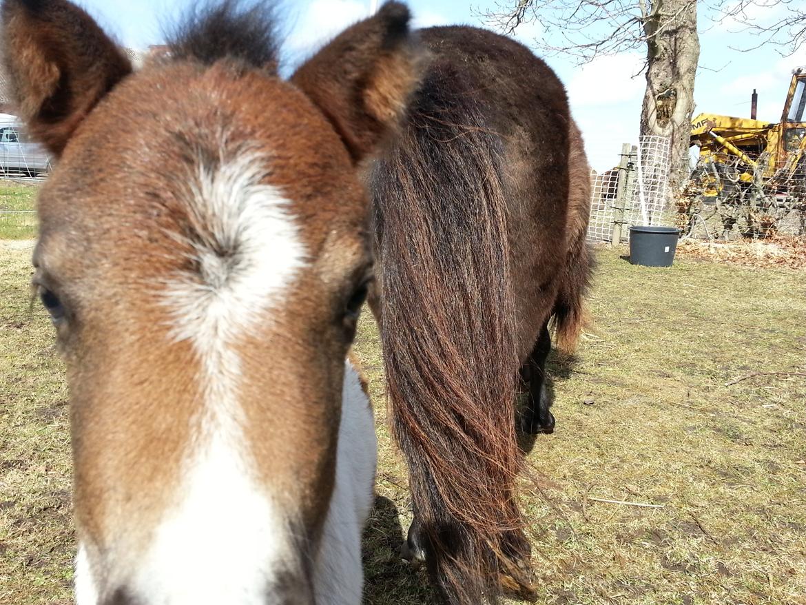 Dansk Miniature Sønderhedens Zeus - 18.04.2013 Nysgerrig det er han billede 1