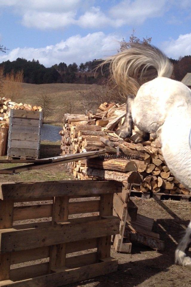 Islænder Ofeig billede 18