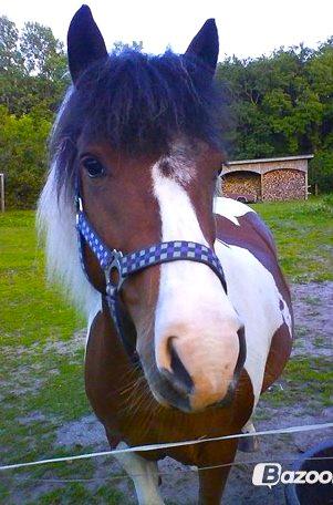 Anden særlig race Moonlight billede 1