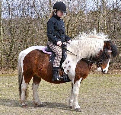 Anden særlig race Moonlight billede 4