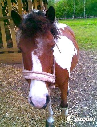 Anden særlig race Moonlight billede 5