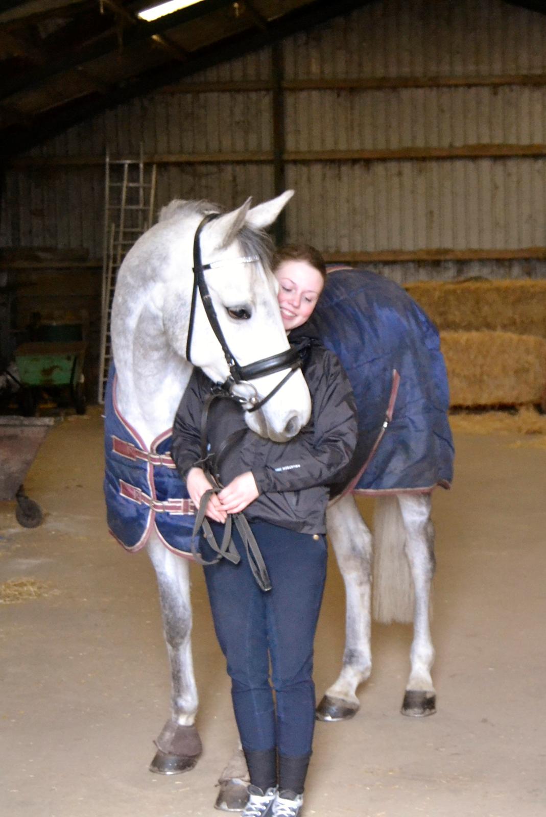 Dansk Varmblod Årup Mølles Lancóme billede 6