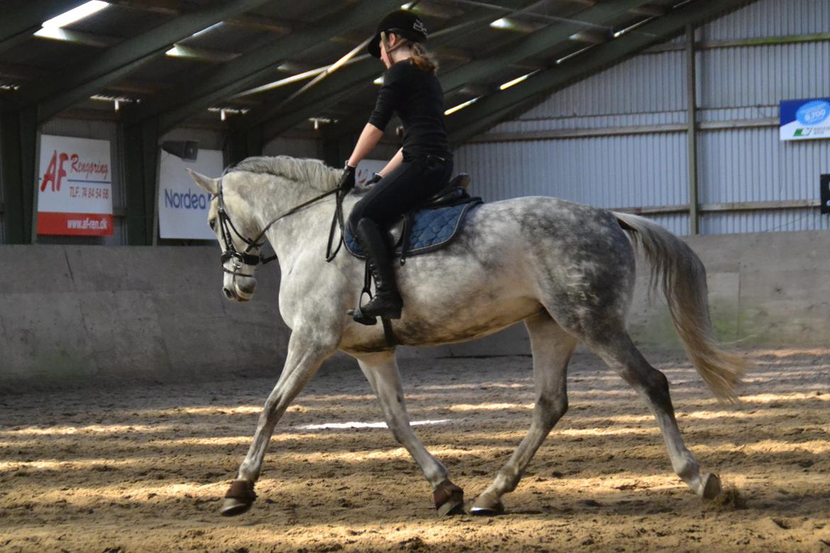 Dansk Varmblod Årup Mølles Lancóme - Taget af Emma Hostrup billede 7