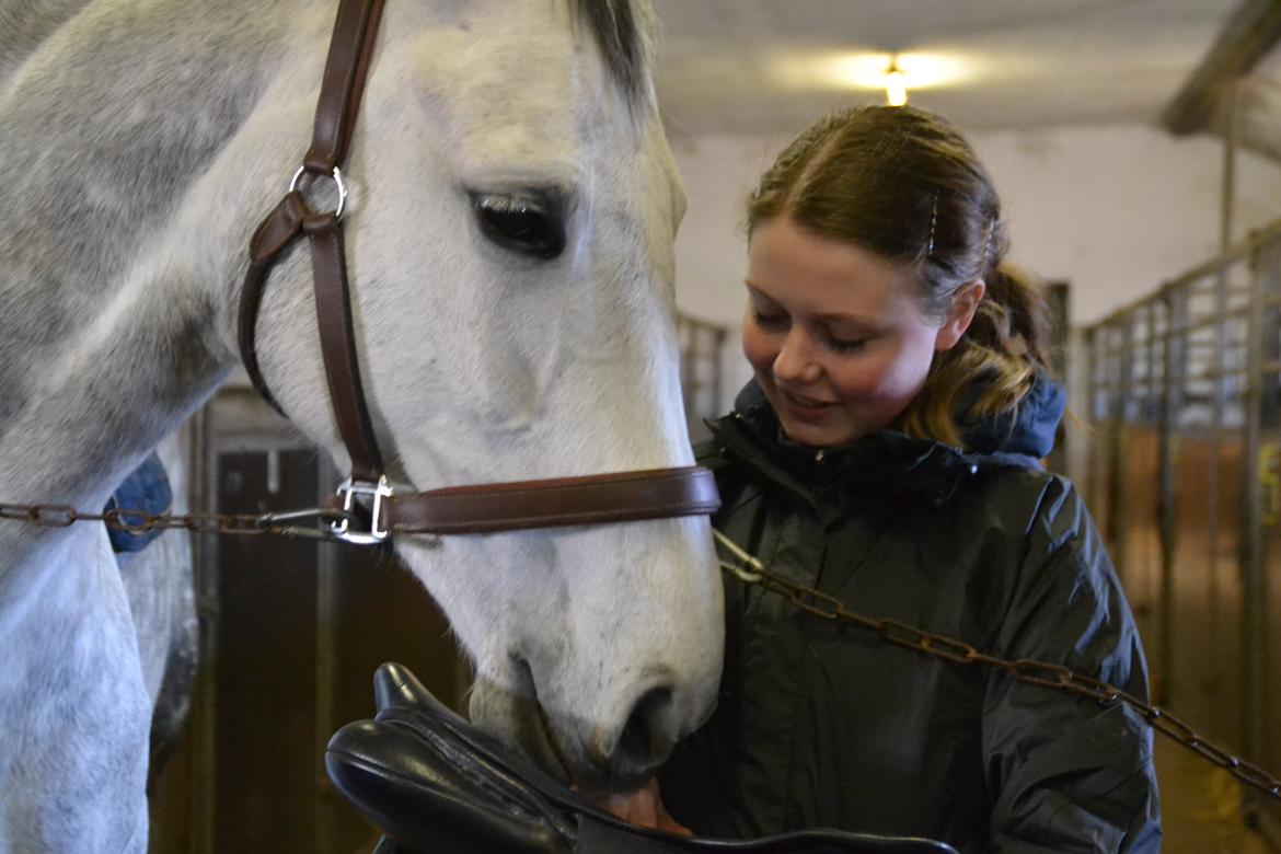 Dansk Varmblod Årup Mølles Lancóme - Taget af Emma Hostrup billede 8