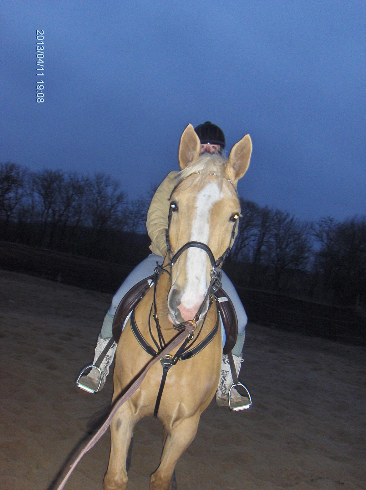Palomino Heimdals Joy Of Gold - Første gang jeg rider hende  billede 7
