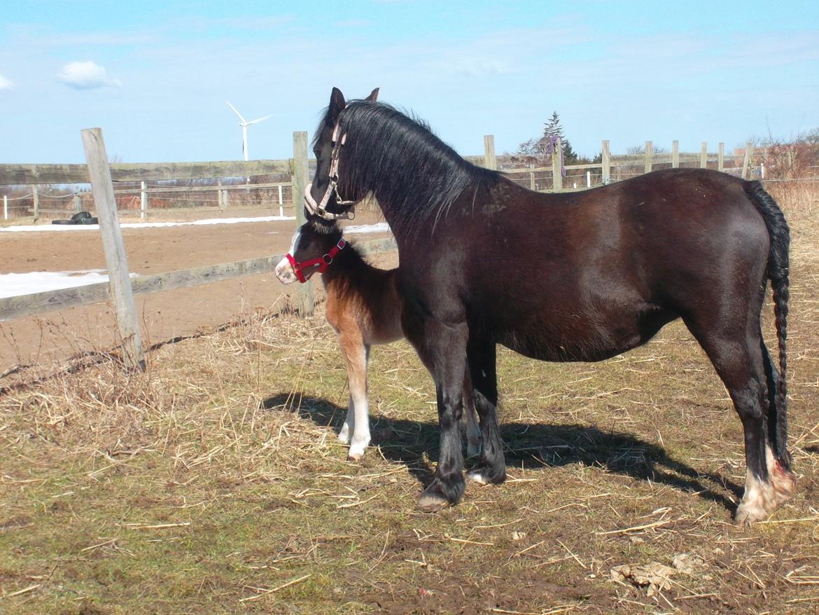 Welsh Mountain (sec A) SOLGT  casanova ad guldborggaard billede 5