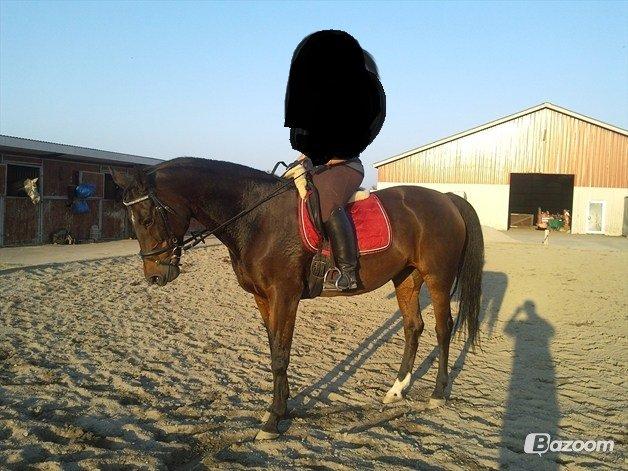 Anden særlig race Malou Kærlund (min mors) - Hos gamle ejer billede 3