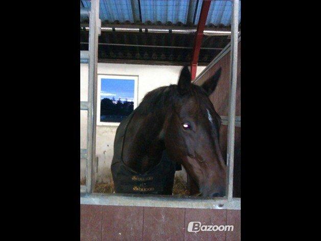 Anden særlig race Malou Kærlund (min mors) - Velkommen til Malou's profil,  (billed hos gamle ejer) billede 2