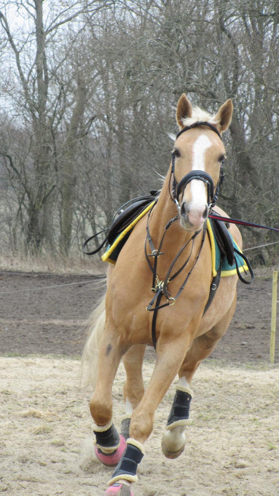Palomino Heimdals Joy Of Gold - Så er vi i gang med tilridningen :) billede 6