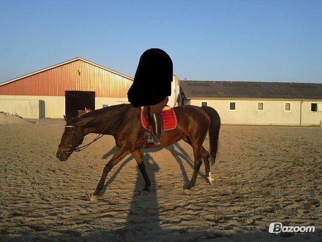 Anden særlig race Malou Kærlund (min mors) - Hos gamle ejer billede 4